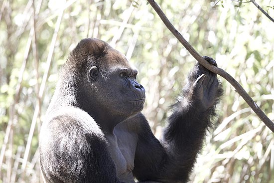 Idi Amin, 37, único gorila da América do Sul, no zoológico de Belo Horizonte (MG)
