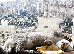 Comilo e carinhoso, o gato Mir parece que sabe que sai bem em fotos, ele adora fazer pose para a dona Cecilia Pinheiro