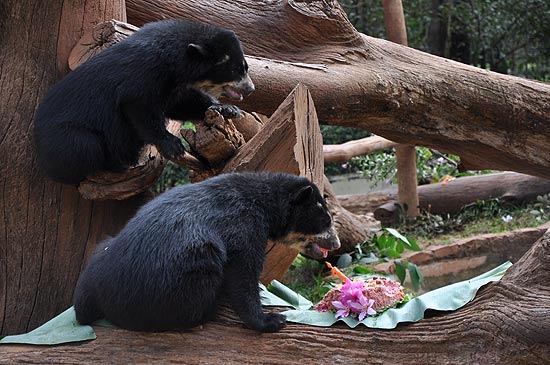 Os ursos-de-culos que nasceram no Parque Ecolgico Municipal de So Carlos completam um ano nesta quarta-feira
