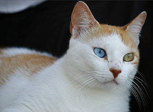O gato Aiano de 10 anos, tem um olho de cada cor, assim como o cantor britnico David Bowie