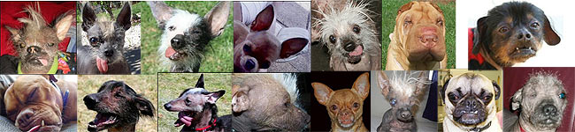Dezesseis animais concorrem ao ttulo de cachorro mais feio do mundo