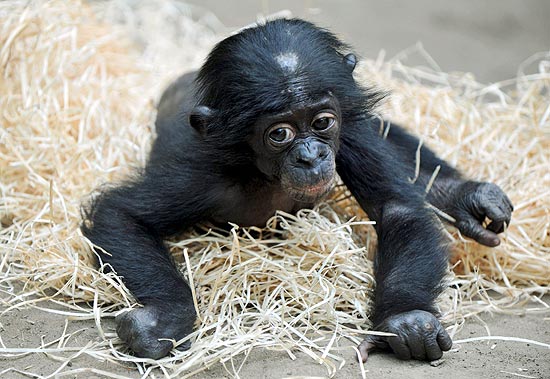 O filhote de macaco bonobo Panisco retornou ao zoolgico de Frankfurt, na Alemanha, aps perda de peso