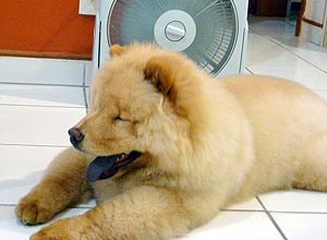 O filhote de chow chow Chico parece um ursinho; adora o ventilador para se refrescar do calor