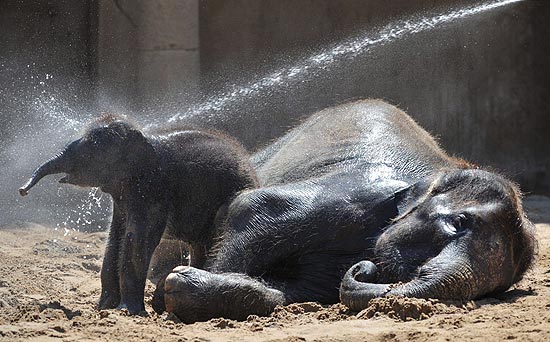 Filhote de elefante de um ms se refresca em zoo na Alemanha
