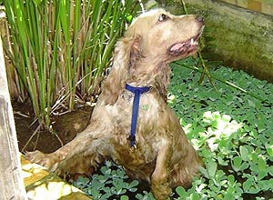 A cocker spaniel Babi, 10, que segundo sua dona no resiste a um lago ou piscina