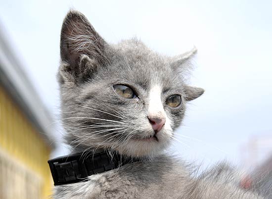 O gatinho Luntik, de trs meses, nasceu com quatro orelhas em Vladivostok