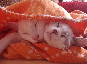 Unha e carne, os gatos Mimi e Chiquinho comem na mesma tigelinha, bebem da mesma gua, brincam e at dormem juntos