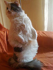 A gata angor Arthemis, 4 anos, adora fazer as mais diversas poses