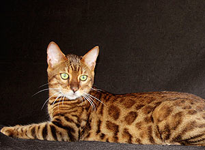 Exposio de gatos de raas novas, raras e exticas vai mostrar o bengals, que lembra um leopardo em miniatura
