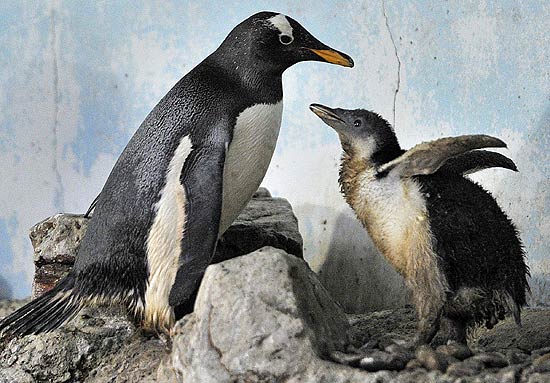 Filhote de pinguim da espcie gentoo busca comida com sua me no zoo de Frankfurt