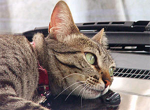 Cap do carro  o lugar preferido da gata sem raa definida Maria Gasolina, de Magali Machado, de So Paulo