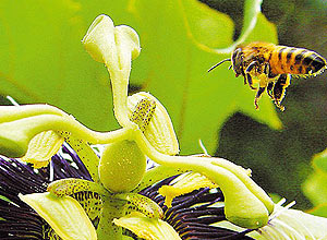 Como computadores, abelhas processam rota de voo com menor distncia e de menor gasto de energia