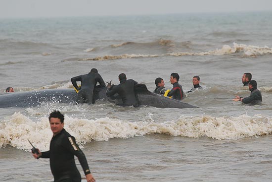 Bilogos e bombeiros do RS desencalharam a baleia jubarte de 11 metros e cerca de 25 toneladas com ajuda de embarcao da Petrobras