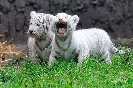 Filhotes de tigre branco realizaram seu primeiro passeio pelo parque alemo nesta quarta-feira, acompanhados da me