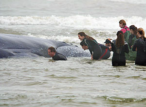Equipe do veterinrio Milton Marcondes, do Instituto Baleia Jubarte, tenta desencalhar a baleia pela segunda vez