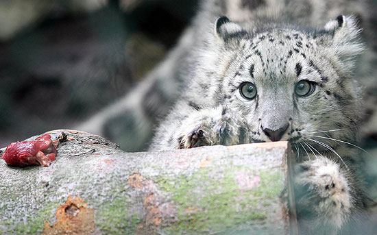Filhote de leopardo da neve fita pedao de carne em zoo da Alemanha