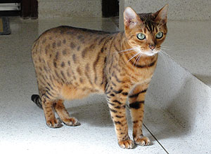 O gato Peter, 6 anos, é de uma raça rara, chamada bengal, uma mistura de leopardo asiático com gato doméstico