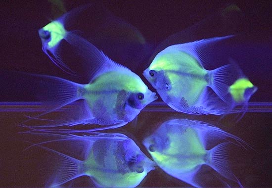 Peixe modificado geneticamente brilha em aquário iluminado por luz negra durante apresentação em Taiwan