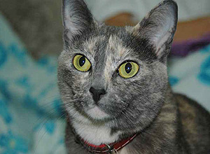 A gata Rosalie foi batizada com o mesmo nome da personagem da saga "Crepsculo" pela cor dos seus olhos