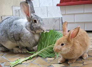 A cinza  Rebeca, 1 ano, da raa coelho gigante de Flandres, e a canela  Serena, 2 meses, da raa coelho da Nova Zelndia