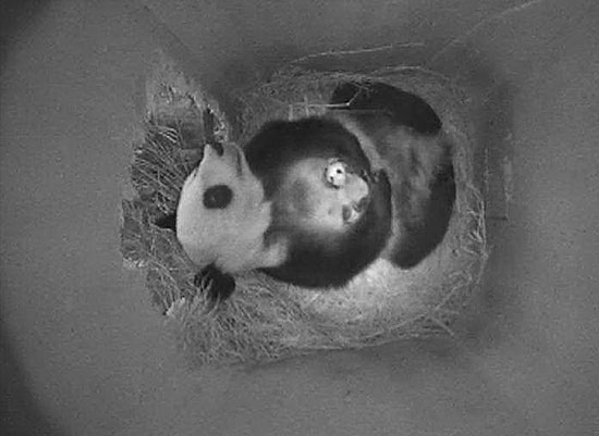 Imagem tirada de uma webcam mostra a imagem do filhote recm-nascido da panda gigante Yang Yang