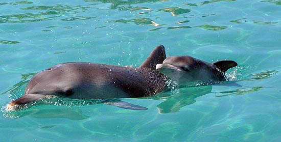 Sea World de Brisbane, na Austrlia, mostra filhote recm-nascido de golfinho 