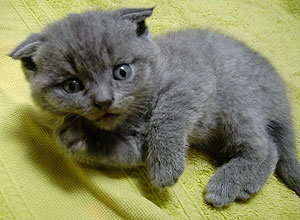 O gato Oak Forrest, 7 meses, da raça scottish fold, é muito tímido e o caçula da casa de Kátia Fonseca