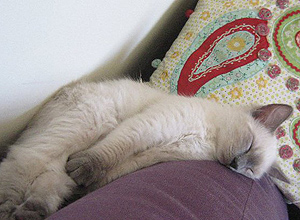 A gata Vanilla foi adotada com sua irm Repollo pela brasileira Julia Abreu, que vive no Mxico