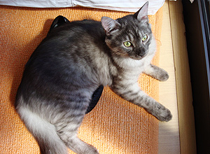 Blue  uma gata sem raa definida que foi resgatada da rua em So Paulo por Erica Furlan, de Campinas (SP)