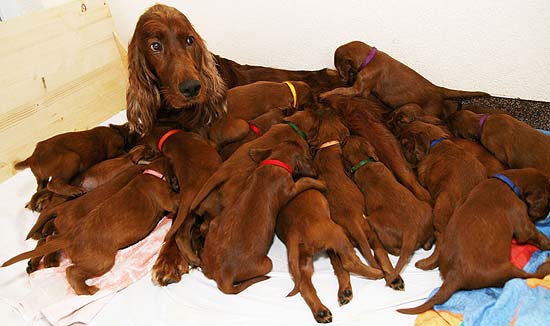 A setter irlands Anny, 4, deu a luz a 18 cachorrinhos h cerca de quatro meses