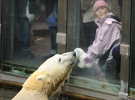 Na imagem, Knut interage com uma visitante do jardim zoolgico