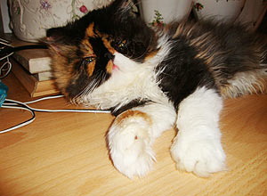 Julie  uma gata extica persa de 5 meses, que mora em Londres (Inglaterra) com o dono Gilberto Soares