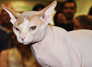 Gato da raa sphynx, que estar exposto no evento