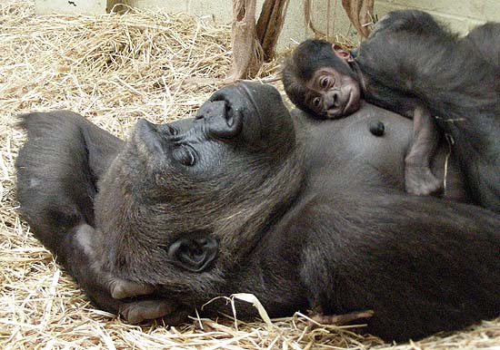 Pela primeira vez em 20 anos, zoo anuncia nascimento de beb gorila