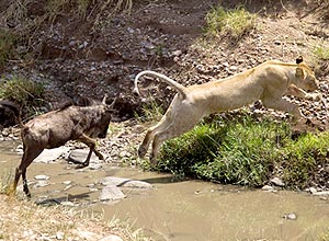 Fotógrafo captura gnu perseguindo leoa