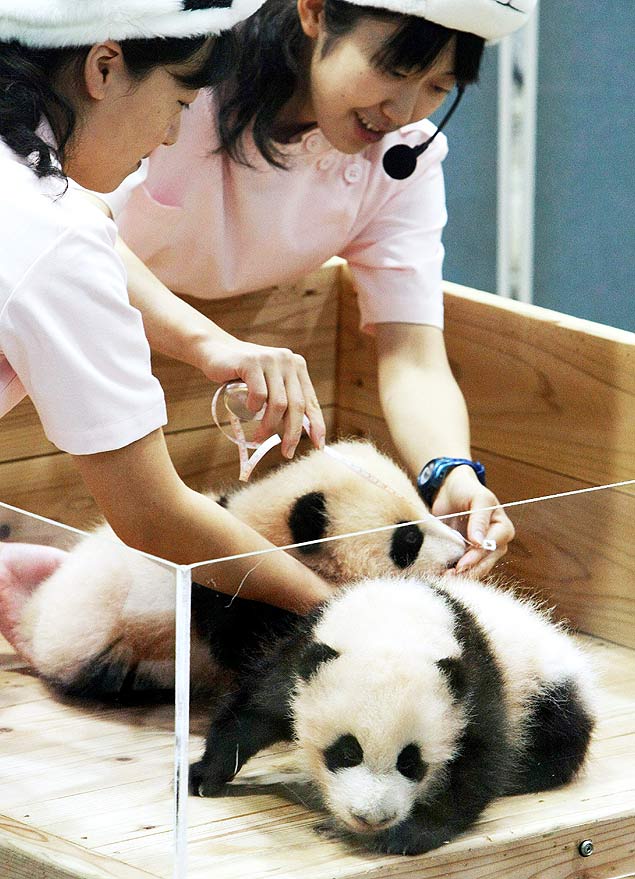 Funcionrios de zoo medem bebs pandas recm-nascidos no Japo