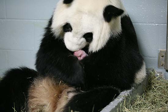 Nasce filhote de panda gigante no zoolgico de Atlanta