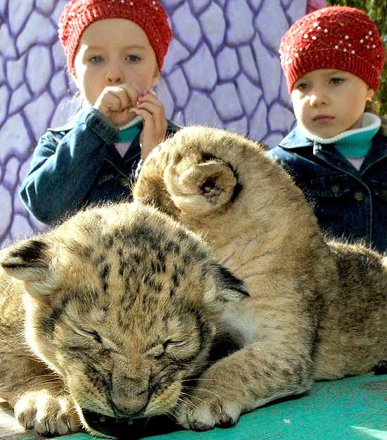 Duas gmeas observam os filhotes recm-nascidos no zoo de Stavropol