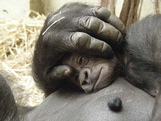 Zoo de Londres apresenta filhote de gorila