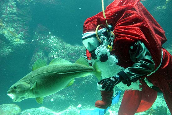 Vestido de Papai Noel, mergulhador alimenta peixes em aqurio alemo