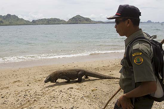 Guarda observa drago de Komodo em ilha homnima, na Indonsia