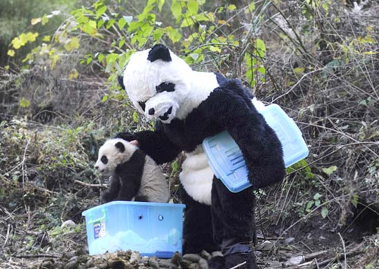 Pesquisador se veste de panda para cuidar de filhote na China