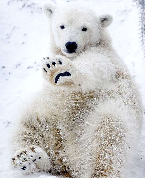 Zoolgico apresenta filhote de urso polar de dez meses