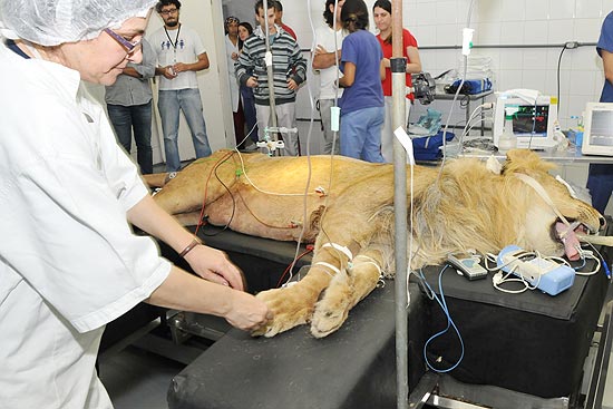 O leão Ariel, 3 anos, passou por um procedimento na medula 