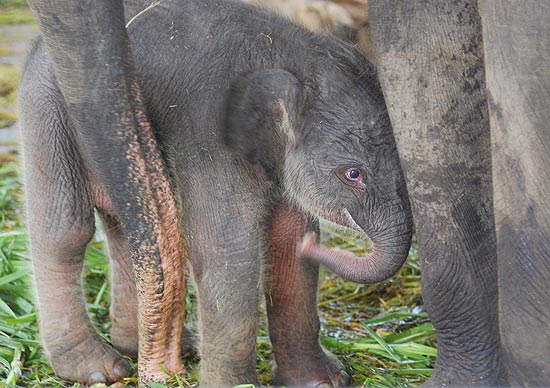 A newly-born Sumatran elephant stands with his mother only hours after its birth at Surabaya Zoo in Surabaya, East Java, Indonesia, Monday, Dec. 20, 2010. Indonesia's endangered elephants, tigers and orangutans are threatened by shrinking habitat, which is cut and burned to make way for plantations or sold as lumber. Only 3,000 Sumatran elephants are believed to remain in the wild. (AP Photo/Trisnadi)