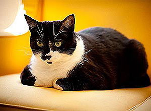 O gato Migo, 5 anos, é o dono do sofá amarelo na casa da dona, a fotógrada Juliana Neumann, onde mora com a amiga gata Tarsila