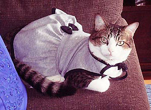 Vaidosa e elegante, a gata Pinky, 5 anos, tem um armrio cheio de vestidos para variar o modelo de acordo com a temperatura