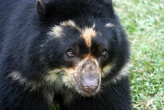 Urso-de-culos no Zoolgico de Salvador (BA); nica espcie de urso da Amrica do Sul, o animal est ameaado de extino 