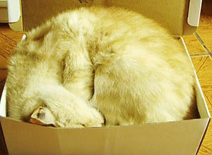 Como todo gato que se preze, Bili adora dormir em caixas de sapato