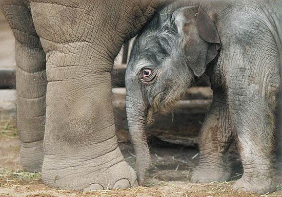 Beb elefante de dois dias  apresentado em zoo ingls
